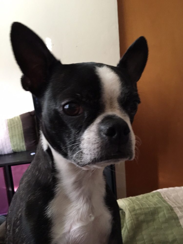 HAPPY TAILS PET GROOMING Updated August 2024 21040 Miflin Rd, Foley