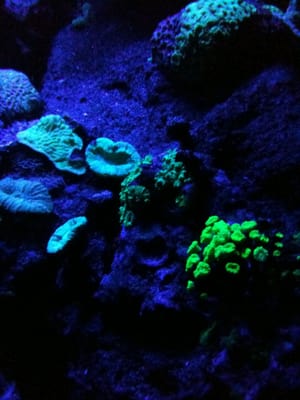 La Rochelle Aquarium by null