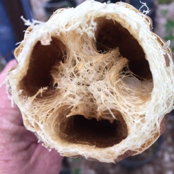 The Luffa Farm - Who knew? - Tours Near Me - Nipomo, California The Luffa Farm - Who knew? - Tours Near Me - Nipomo, California