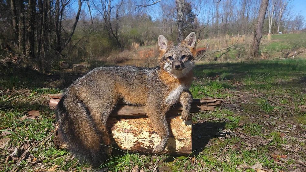 Brock’s Wildlife Taxidermy  - taxidermy in Pikeville, TN