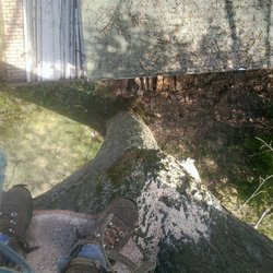 Ritchie's Tree Service