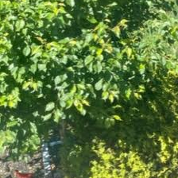 Garden State Landscaping & Tree Service - a view of a tree with green leaves - Snow Removal Near Me Garden State Landscaping & Tree Service - a view of a tree with green leaves - Snow Removal Near Me