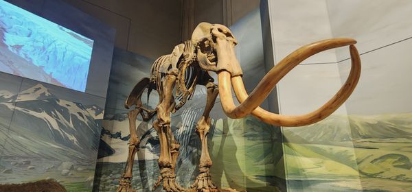 National Museum Cardiff by null