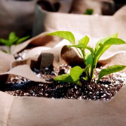 We have all sizes of pots and grow containers. Fabric or plastic. Stop by the shop to take advantage of the great selection.