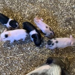 All American Petting Zoo - Piglets!