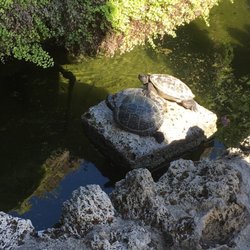 Cecilia Metella - Fountain next to restaurant seating