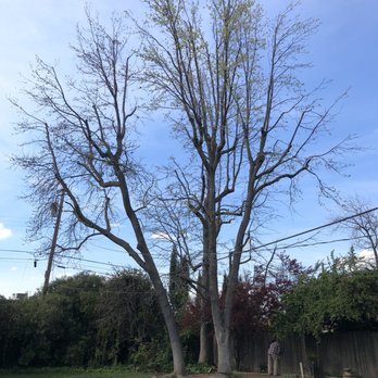 Raul's Tree Care - Tree Services Near Me - Sacramento, California Raul's Tree Care - Tree Services Near Me - Sacramento, California