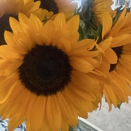 Sunflower bundles