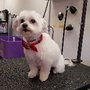 Photo of Shampoodles
