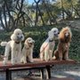 Photo of Canine Centric