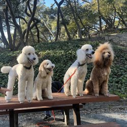 Canine Centric - Canine Centric graduate gathering