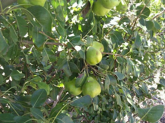 Gilcrease Orchard by null