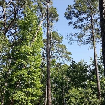 Williams Tree Service - Tree Services Near Me Williams Tree Service - Tree Services Near Me