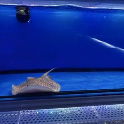 Nemo's Reef - Sting ray