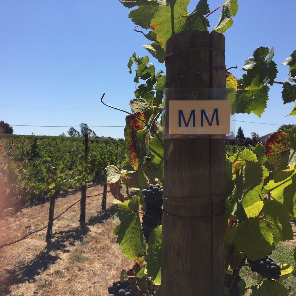 Our baby vines! Highly encourage you on Group and purchase two! Such an awesome experience Our baby vines! Highly encourage you on Group and purchase two! Such an awesome experience