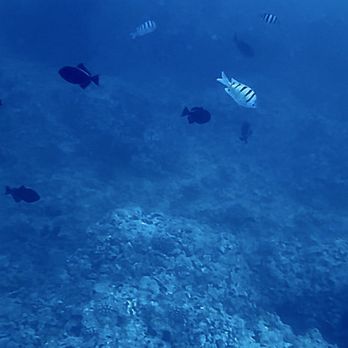 Captain Max Boat Tours - Humuhumu and other fish. - Boat Tours Near Me - Honolulu, Hawaii