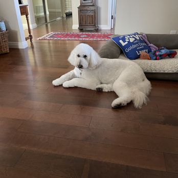 Be Free Dog Training - Pet Training Near Me Be Free Dog Training - Pet Training Near Me