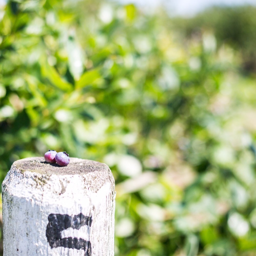 Emma Lea Farms - Fruits & Veggies Near Me - Delta, British Columbia