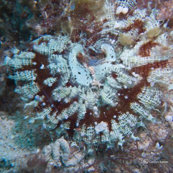 Adventure Scuba - Diving Near Me - Billings, Montana Adventure Scuba - Diving Near Me - Billings, Montana
