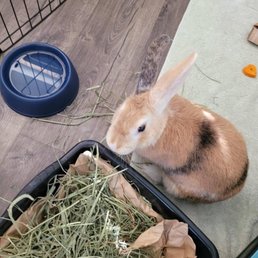 Happy in her new play pen with lots of yummy hay! Happy in her new play pen with lots of yummy hay!