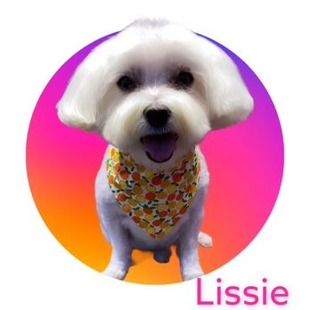 Royalty Unleashed Mobile Pet Spa - My 11 1/2 year old Lissie (Maltese) - Pet Groomers Near Me Royalty Unleashed Mobile Pet Spa - My 11 1/2 year old Lissie (Maltese) - Pet Groomers Near Me