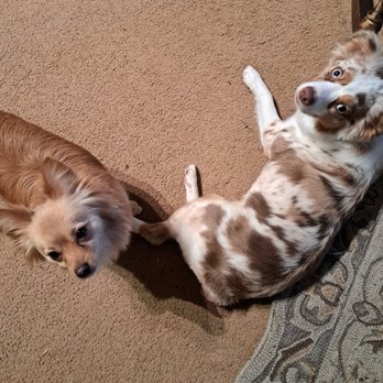 Diamond in the Ruff - Both, together, after grooming - Pet Groomers Near Me - Vancouver, Washington Diamond in the Ruff - Both, together, after grooming - Pet Groomers Near Me - Vancouver, Washington
