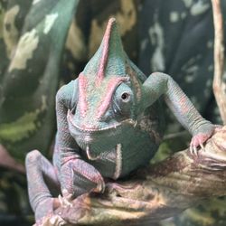 Snake Discovery A Reptile Experience - A veiled chameleon