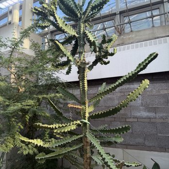 Missouri Botanical Garden - African milk tree - a type of cacti - Botanical Gardens Near Me - Saint Louis, Missouri
