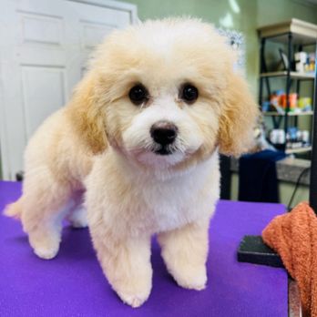 The Doggy Detailer - Pet Groomers Near Me - La Mesa, California The Doggy Detailer - Pet Groomers Near Me - La Mesa, California