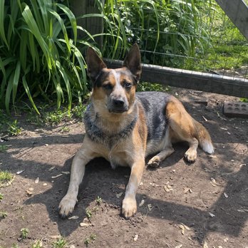 Dombroski Thomas DVM - His name was Blue. Loved to play ball; like it was his job. - Veterinarians Near Me - Whittemore, Michigan Dombroski Thomas DVM - His name was Blue. Loved to play ball; like it was his job. - Veterinarians Near Me - Whittemore, Michigan