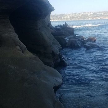 La Jolla Cove - Seals everywhere! - Parks Near Me - La Jolla, California La Jolla Cove - Seals everywhere! - Parks Near Me - La Jolla, California