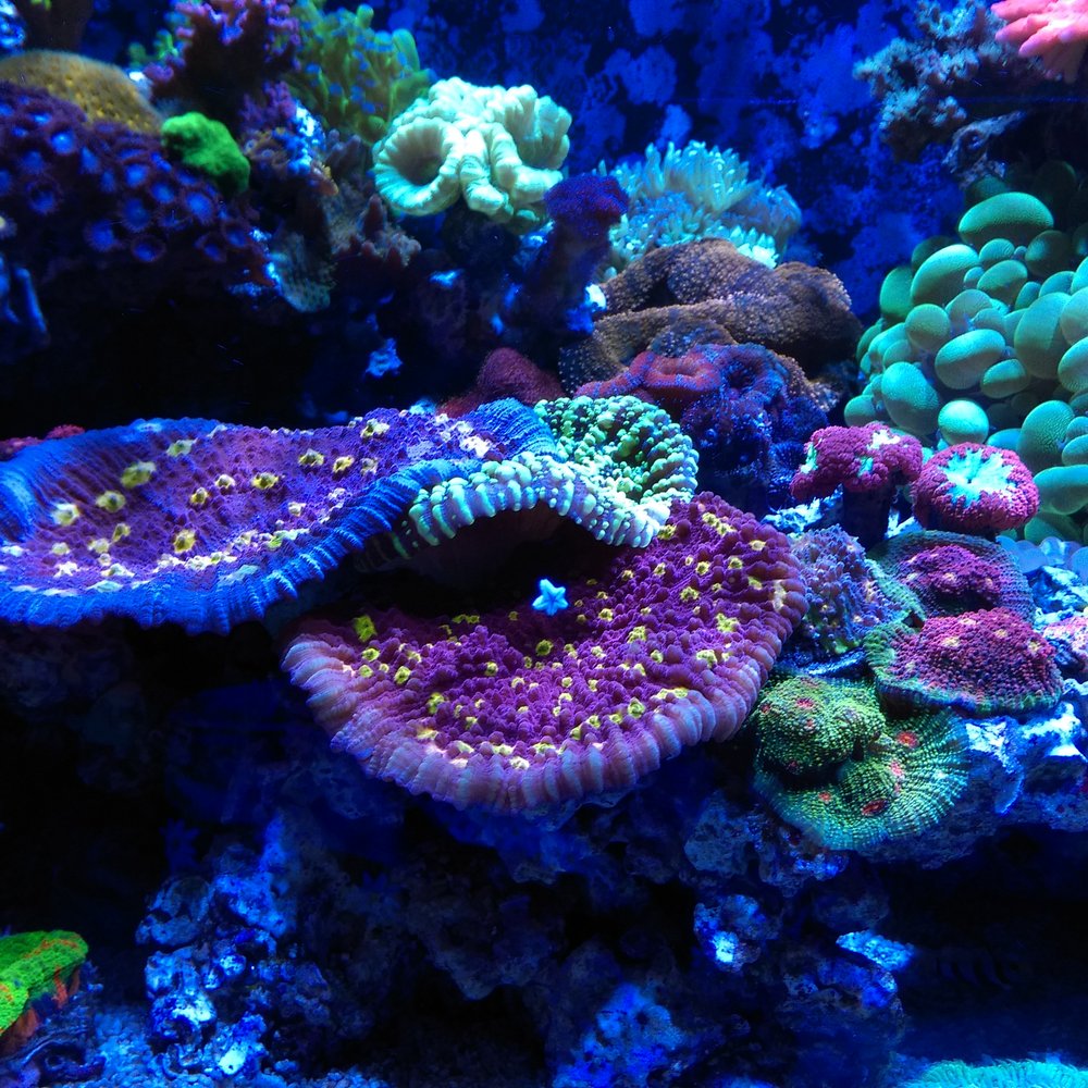 Neptune Aquatics - Beautiful corals here! - Aquarium Services Near Me - San Jose, California