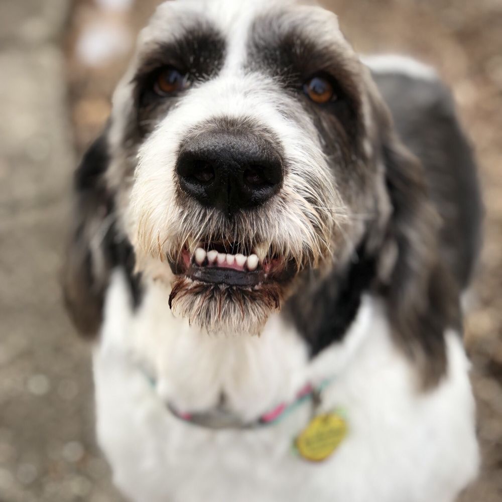 Pampered Paws - Our dog after her grooming appointment - Pet Groomers Near Me - North Attleboro, Massachusetts