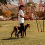 Out Of The Wild Canine Academy