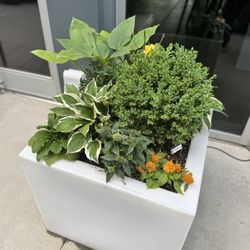 W XYZ Bar - Outdoor area patio plant