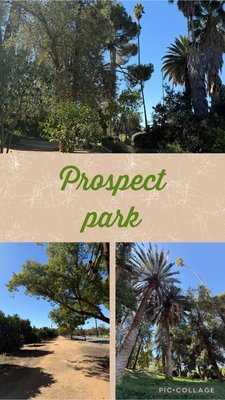 Prospect Park by null