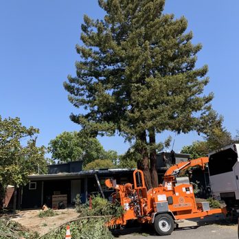 Tree Mechanics - Trimming the redwood - Tree Services Near Me Tree Mechanics - Trimming the redwood - Tree Services Near Me