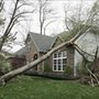 Photo of Sunbury Tree Care