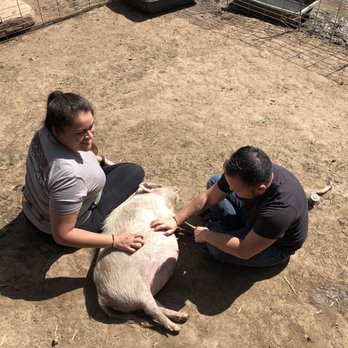 SoCalMiniPigs - Feeling her babies - Pet Breeders Near Me - Valley Center, California