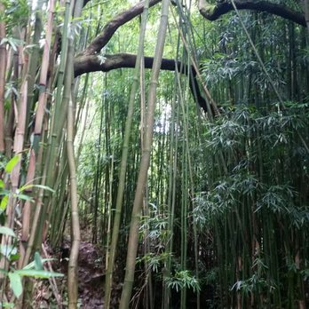 Maui Paradise Tours - Bamboo Forest - Historical Tours Near Me