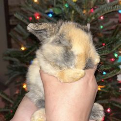 Big Ed's Backyard Farm - Harlequin Holland Lop