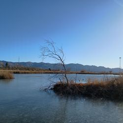 Denny Lake Park - Half frozen lake and like a hundred ducks in the distance