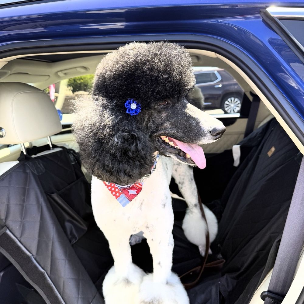 Paws At Main - Riverside - Fresh from the shop - Pet Groomers Near Me - Riverside, California Paws At Main - Riverside - Fresh from the shop - Pet Groomers Near Me - Riverside, California