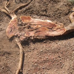 a dead animal on the ground a dead animal on the ground