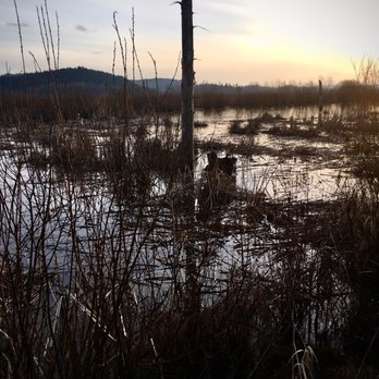 Fernhill Wetlands - Hiking Near Me - Forest Grove, Oregon Fernhill Wetlands - Hiking Near Me - Forest Grove, Oregon