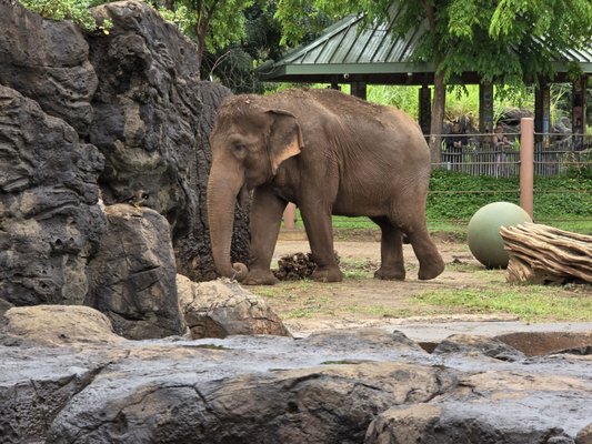 Honolulu Zoo by null