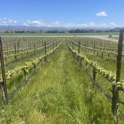 Santa Ynez wine country with Captain Jack's Santa Barbara Tours