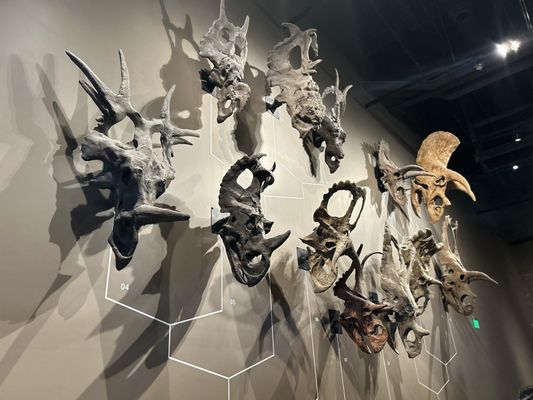 Natural History Museum of Utah by null