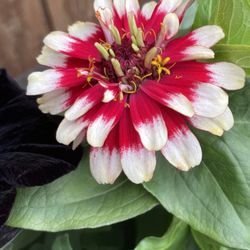 Flowers Farms - Striking colors