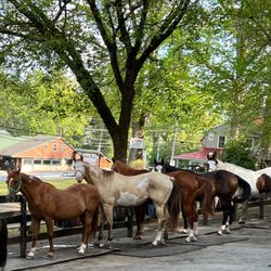Saddle Up Stables - Time for supper!